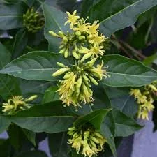 Diervilla sessilifolia 'Butterfly'  (Boskamperfoelie)-3