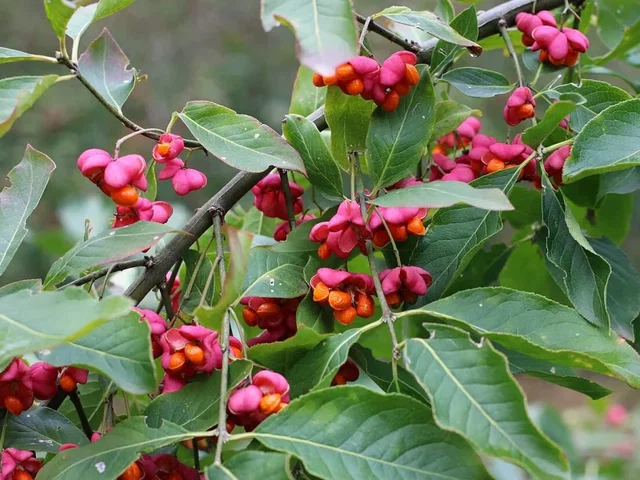 Euonymus Europeus (Kardinaalsmuts) Euonymus Europeus (Kardinaalsmuts)