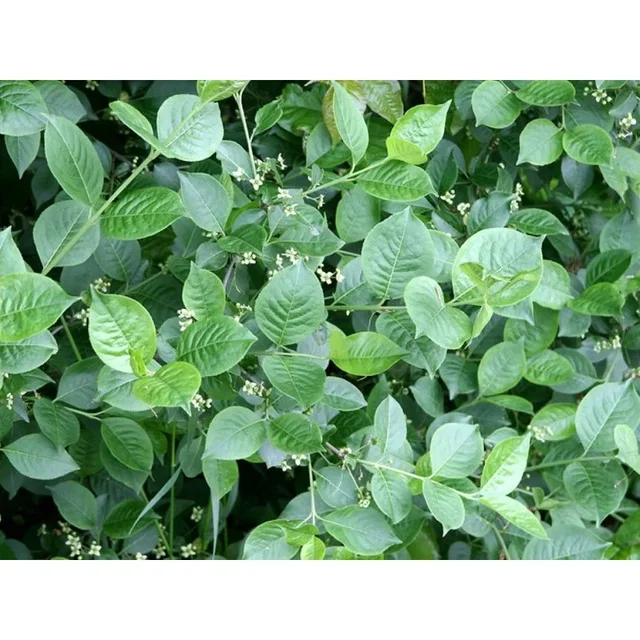 Euonymus Europeus (Kardinaalsmuts) Euonymus Europeus (Kardinaalsmuts)