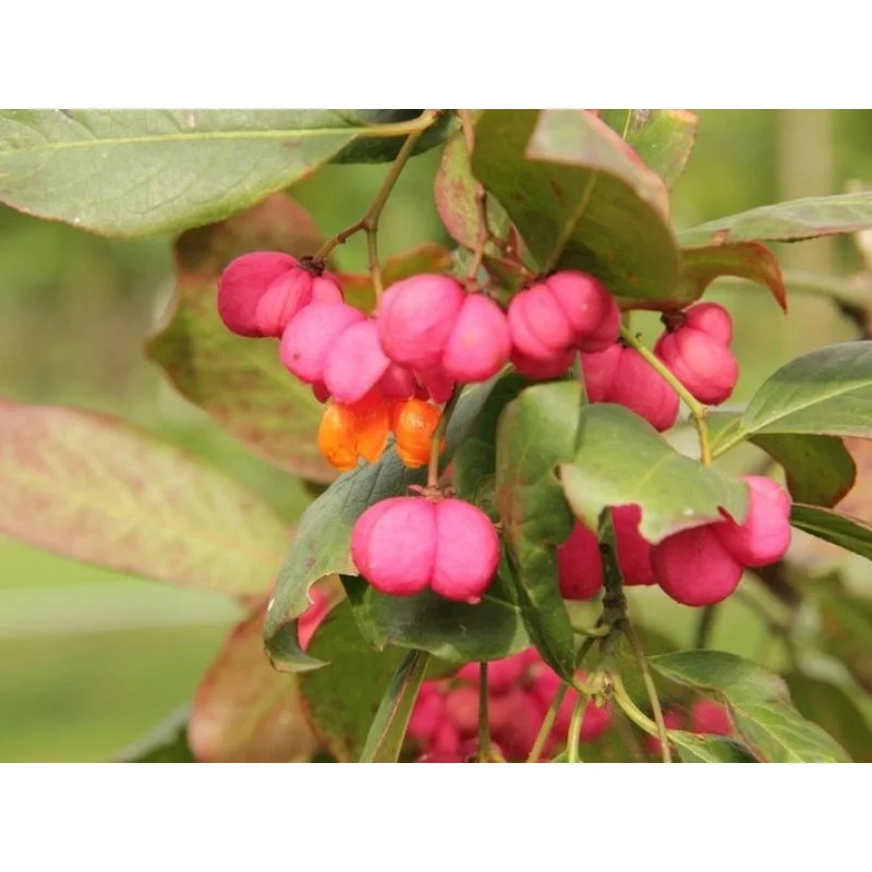Euonymus Europeus (Kardinaalsmuts)-3