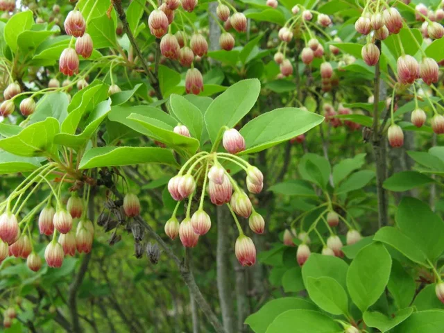 Enkianthus campanulatus (Klokjesbloem) Enkianthus campanulatus (Klokjesbloem)
