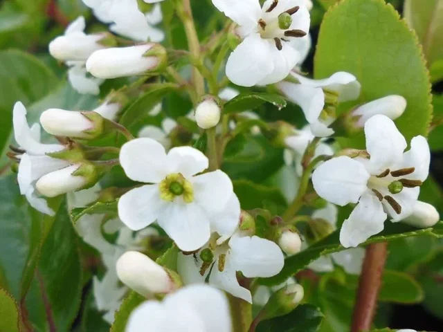 Escallonia ‘Iveyi’  (Rotsroos)
