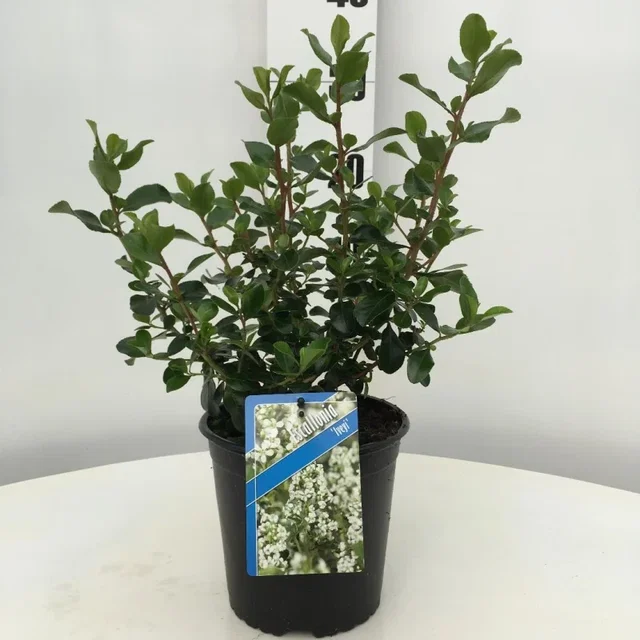 Escallonia ‘Iveyi’  (Rotsroos)