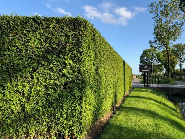 Thuja Plicata Gelderland (Lebensbaum)