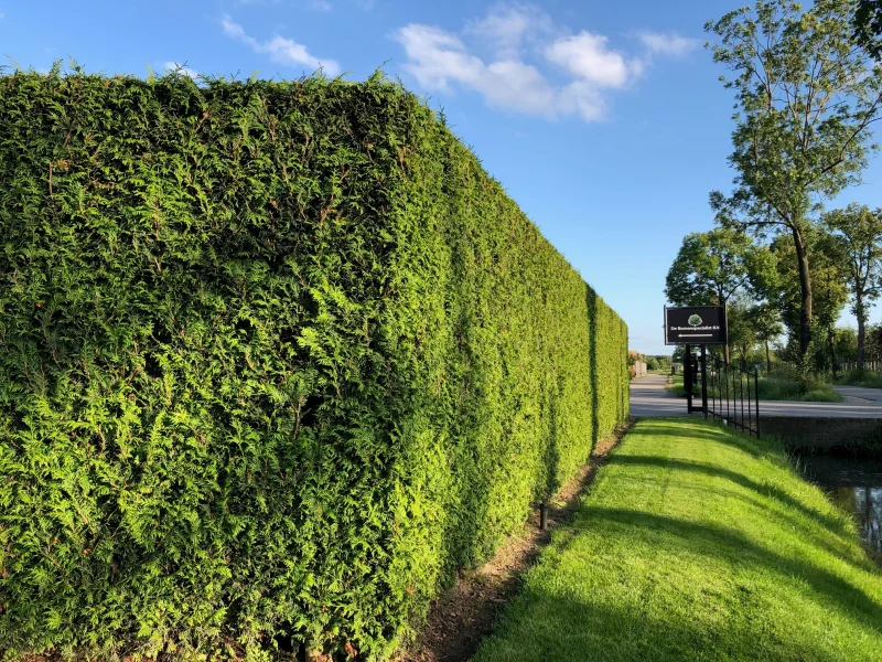 Thuja Plicata Gelderland (Coniferenhaag)