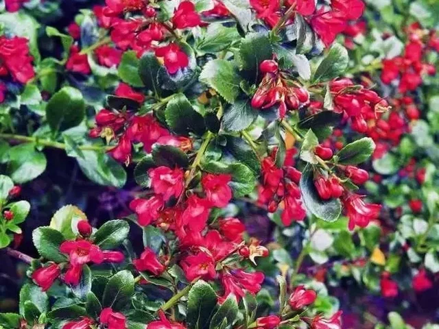 Escallonia 'Red Dream' (Rotsroos)