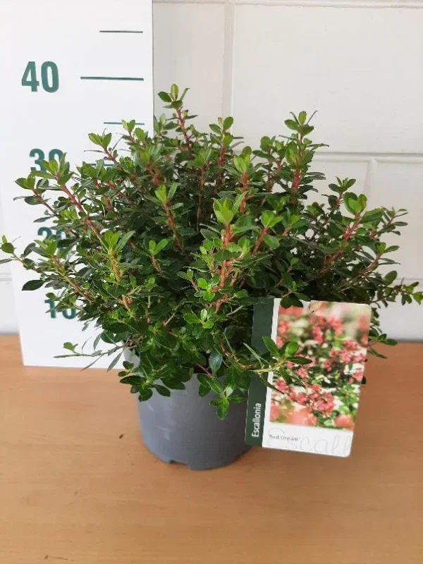 Escallonia 'Red Dream' (Rotsroos)