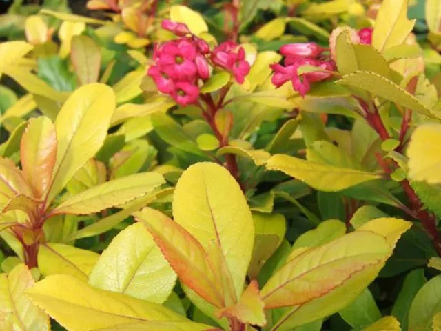 Escallonia 'Gold Ellen'  (Rotsroos)