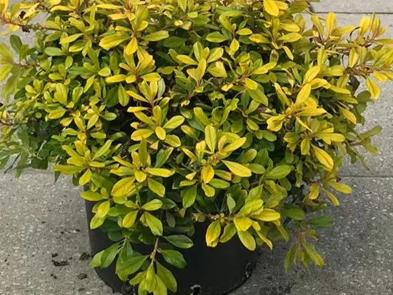 Escallonia 'Gold Ellen'  (Rotsroos)