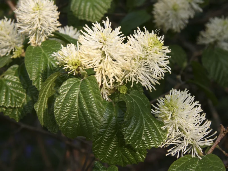 Fothergilla major (Flessenborstel struik)-1