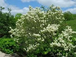 Fothergilla major (Flessenborstel struik)