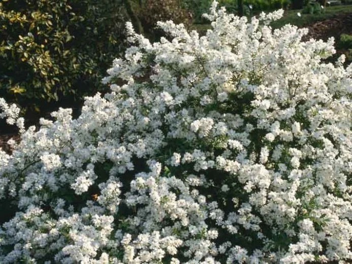 Exochorda macrantha 'The Bride' (Parelstruik)