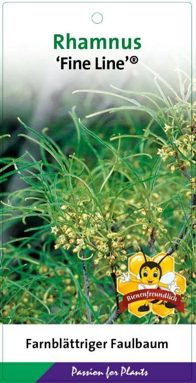 Frangula alnus 'Fine Line' (Smalbladige vuilboom)