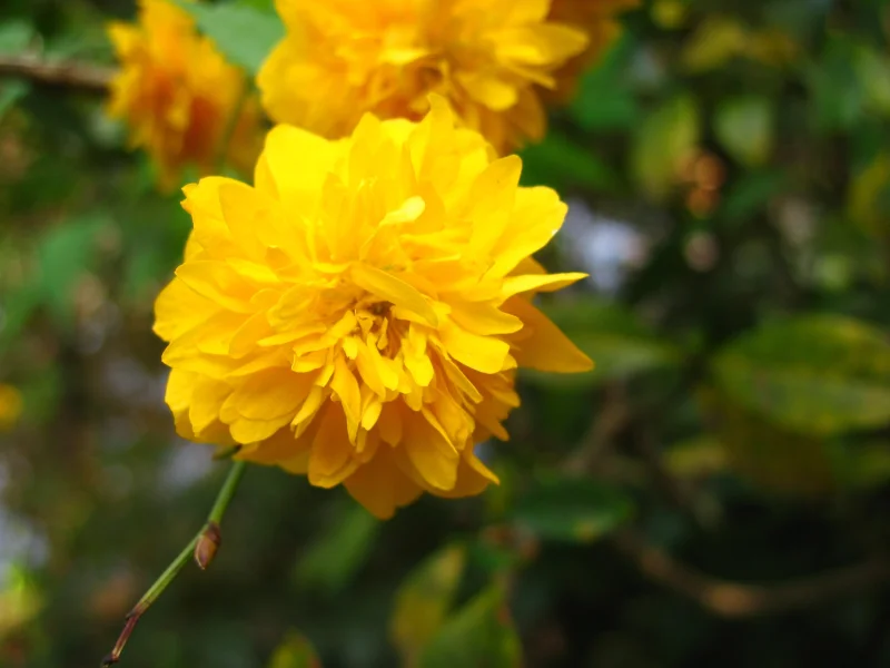Kerria jap. 'Pleniflora' (Ranonkelstruik)