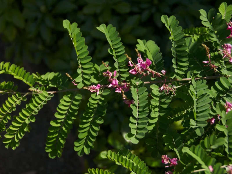 Indigofera heterantha (Indigostruik)