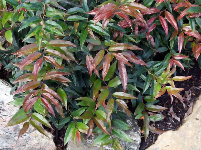 Leucothoe keiskei 'Royal Ruby' (Druivenheide)