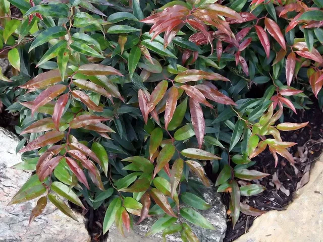 Leucothoe keiskei 'Royal Ruby' (Druivenheide)
