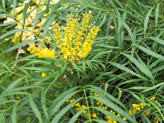 Mahonia eurybracteata 'Soft Caress' (Mahoniestruik)