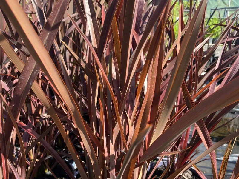 Phormium tenax 'Purpureum' (Nieuw Zeelands vlas)