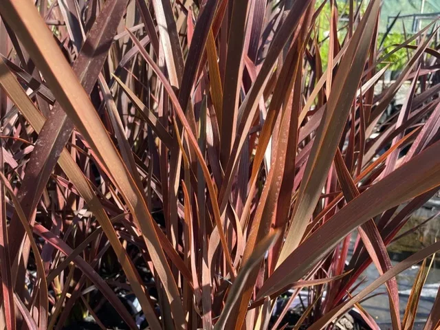 Phormium tenax 'Purpureum' (Nieuw Zeelands vlas) Phormium tenax 'Purpureum' (Nieuw Zeelands vlas)