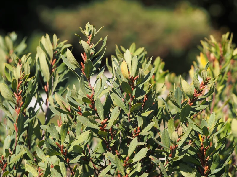 Myrica gale (Gagel)