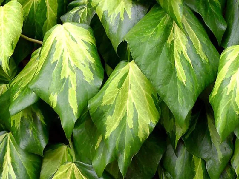 Hedera colchica Sulphur Heart (Kaukasische Klimop)