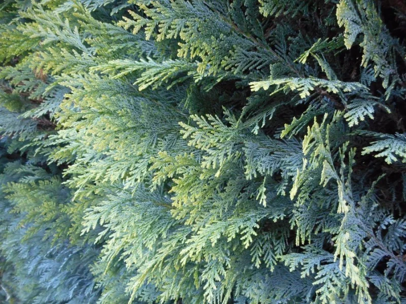 Chamaecyparis Lawsoniana Columnaris (Coniferenhaag)