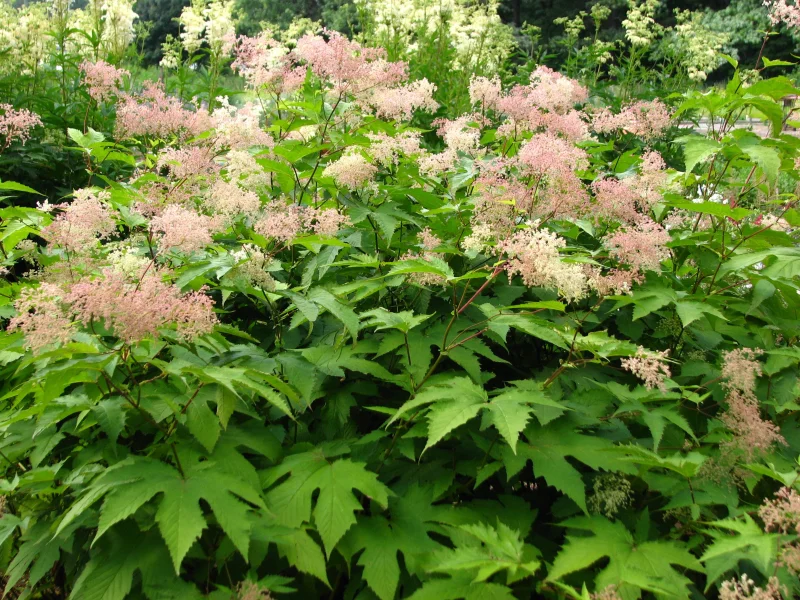 Filipendula purpurea 'Elegans' (Knolspirea)