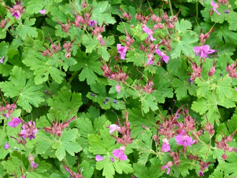 Geranium macrorrhizum 'Czakor'