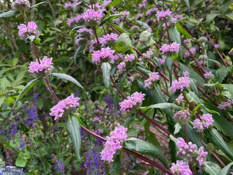 Phlomis tuberosa 'Amazone'