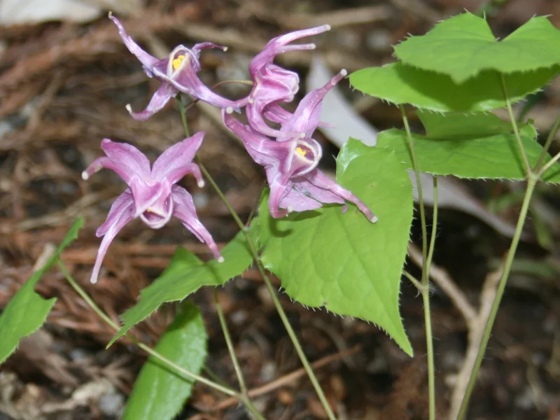 Epimedium grandiflorum 'Lilafee'