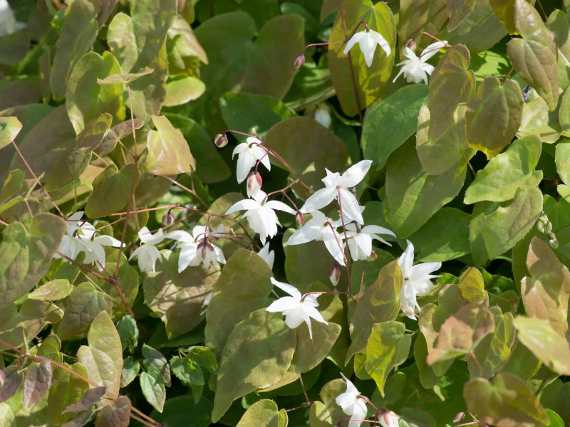 Epimedium youngianum 'Niveum'