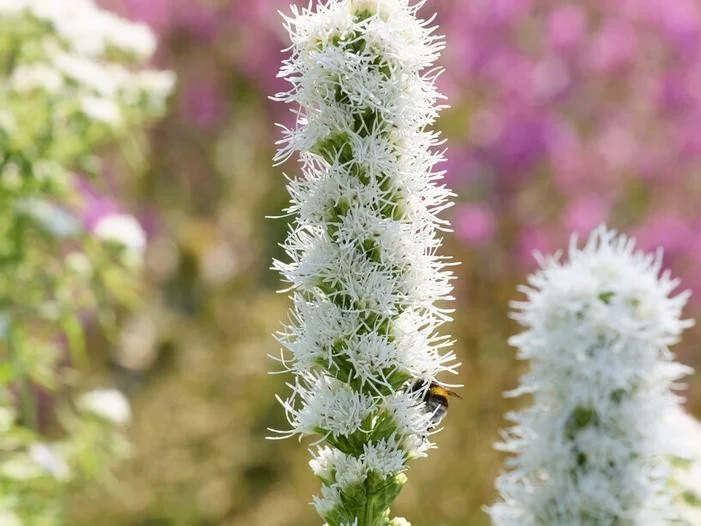 Liatris spicata 'Alba'