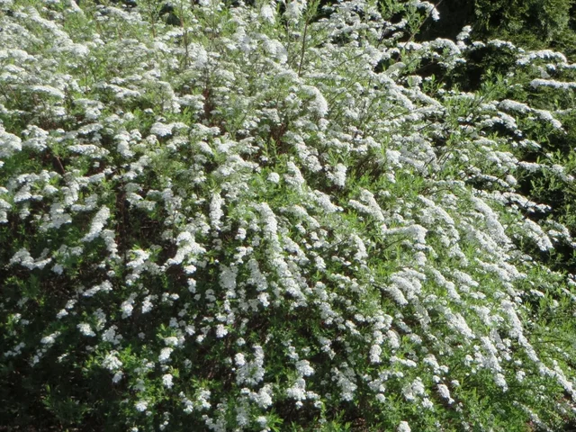 Spiraea cinerea 'Grefsheim' (Spierstruik)
