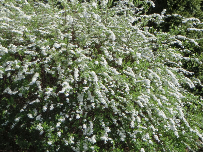 Spiraea cinerea 'Grefsheim' (Spierstruik)
