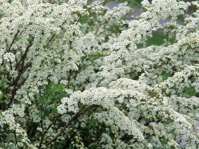 Spiraea arguta (Spierstruik)