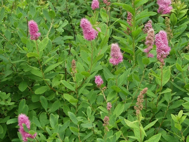 Spiraea billardii (Spierstruik)