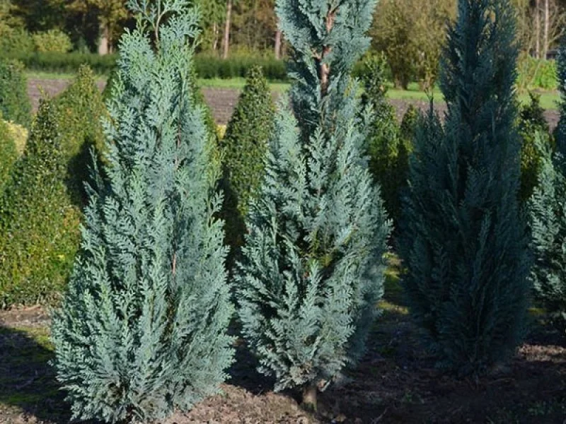 Chamaecyparis Lawsoniana Columnaris (Coniferenhaag)