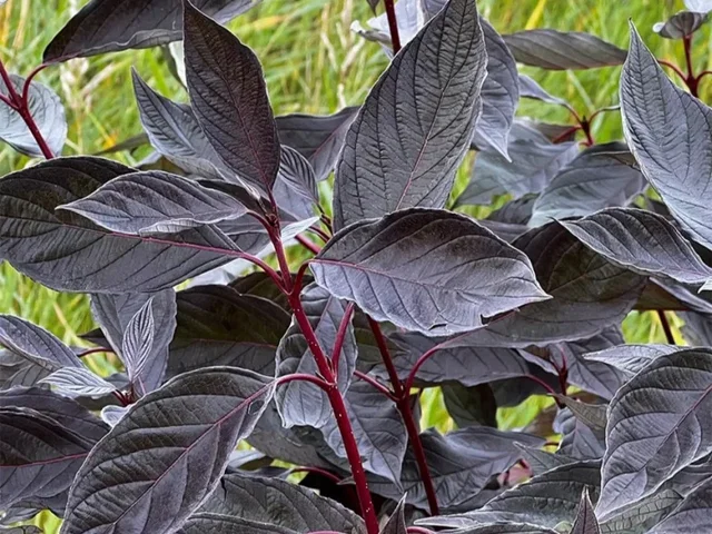 Cornus alba 'Nightfall' (Kornoelje)