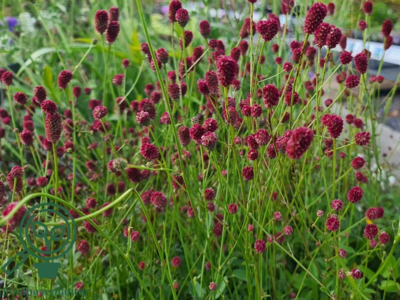 Sanguisorba officinalis 'Tanna' (Pimpernel)