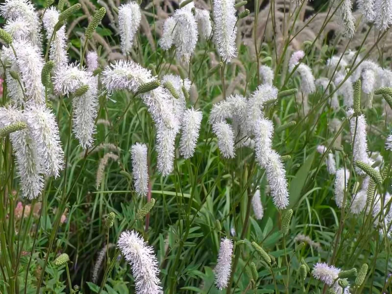 Sanguisorba ‘Korean Snow (Pimpernel)