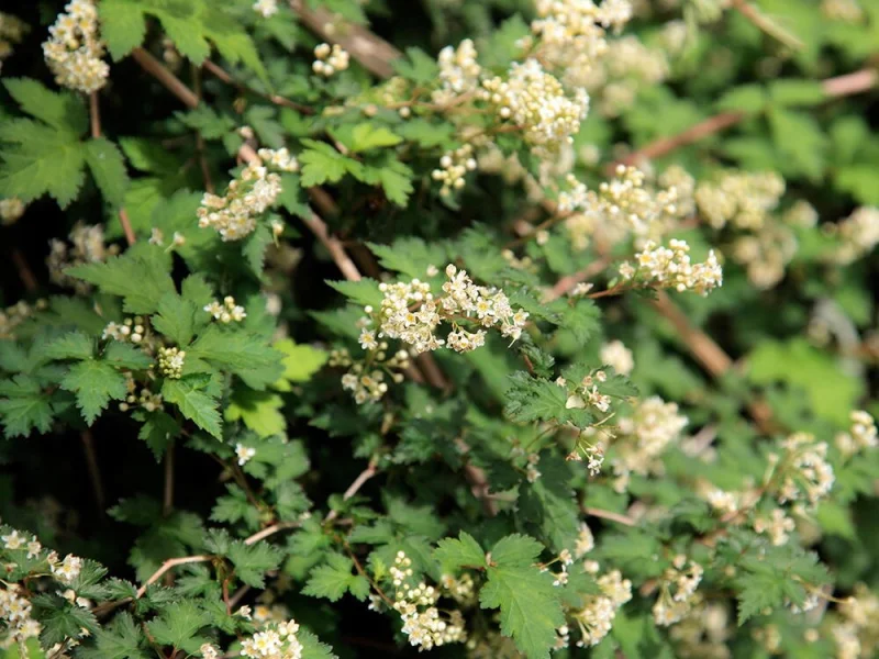 Stephanandra incisa 'Crispa'-2