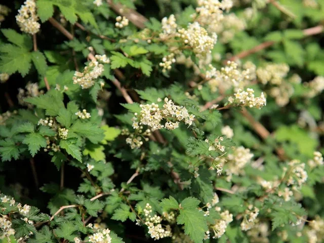 Stephanandra incisa 'Crispa'