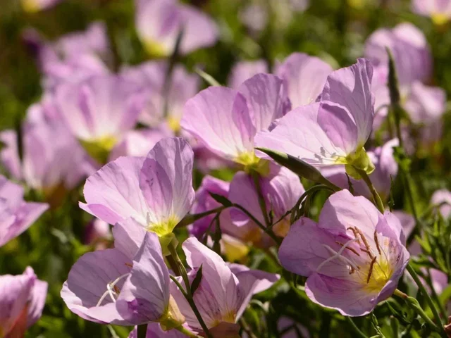 Oenothera speciosa ‘Siskiyou Pink’