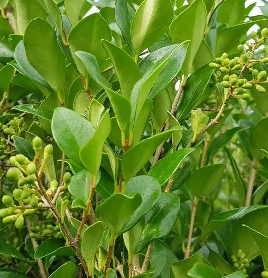 Ligustrum Japonicum Texanum (Liguster)-1