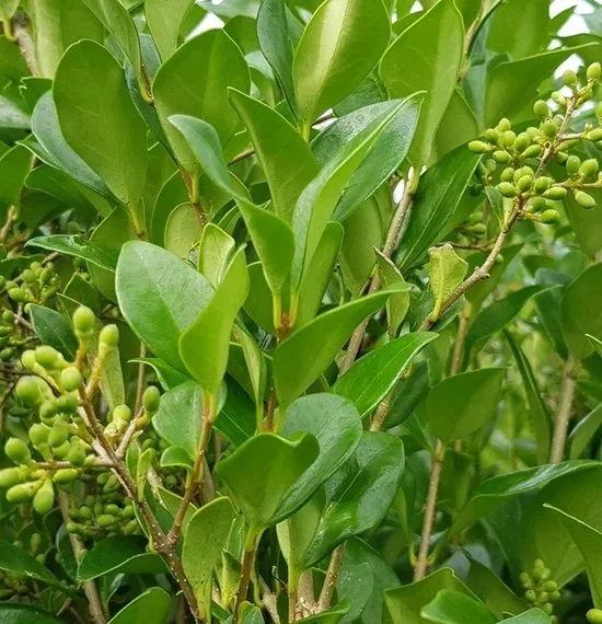 Ligustrum Japonicum Texanum (Liguster)