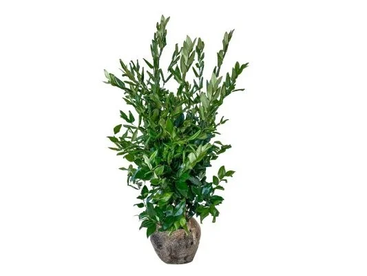Ligustrum Japonicum Texanum (Liguster)-2