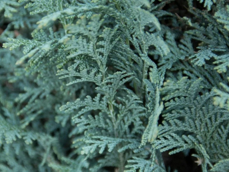 Chamaecyparis Lawsoniana Columnaris (Coniferenhaag)-3