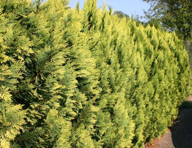 Chamaecyparis Lawsoniana Golden Wonder (Coniferenhaag)