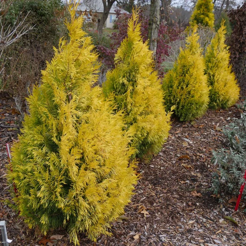 Chamaecyparis Lawsoniana Golden Wonder (Coniferenhaag)-2
